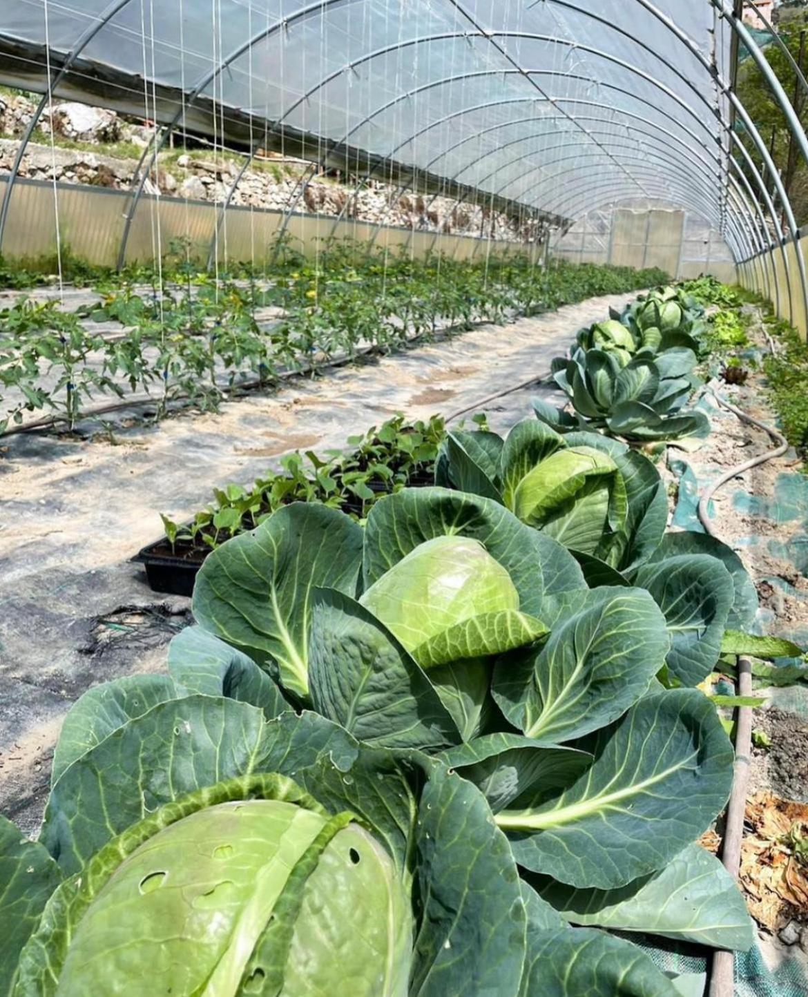 奥尔科费利诺 Agricamping Le Terrazze酒店 外观 照片